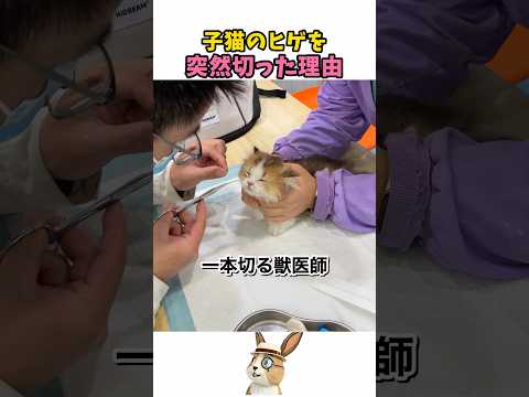 子猫のヒゲを突然切った理由
