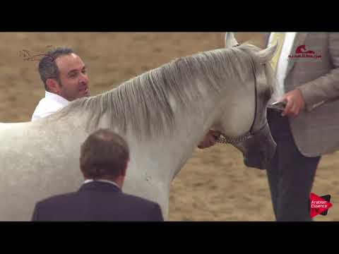 N176 GHOBASH AL RAYYAN - 2019 Al Shaqab Arabian Horse Show Festival - 4-6 years old stallions (c...