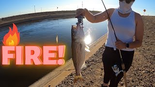 The Bite is on Fire!!🔥| CA Aqueduct Striper Fishing | Delta Mendota Canal |