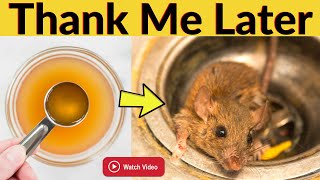 Safest Way to Get Rid Of Rats In Your House Walls, Kitchen Cabinets, and Garage without Killing Them