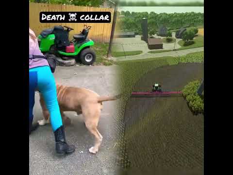 Off Leash XL Bully (for our haters)#americanbully#dogtraining#shorts