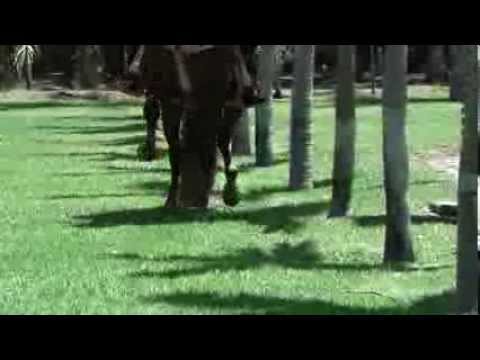 Ezequiel Peña  Mis dos Vicios  Video