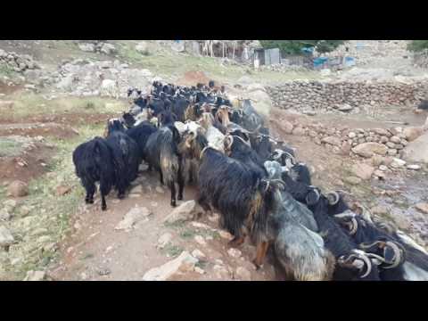 Nature of Kurdistan- Hawraman (Tawella)- Lajan Burhan Abdalla