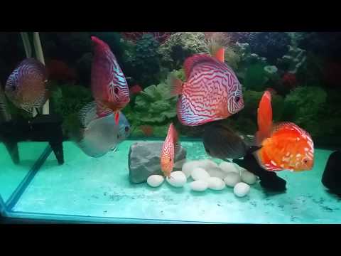 My discus fish tank