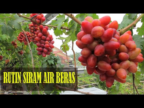 , title : 'Siram Air Beras & Air Daging, Buah Anggur Bikin Merinding'