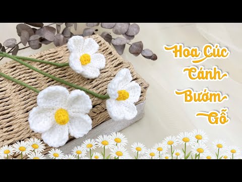 Hoa cúc cánh bướm gỗ