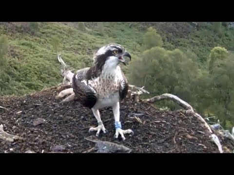 Confirmed: Vera has gone! Her final visit to the Loch Arkaig Osprey nest (long version) 6 Sep 2020
