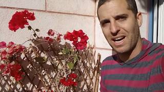 גיזום ענפים יבשים לצמחים