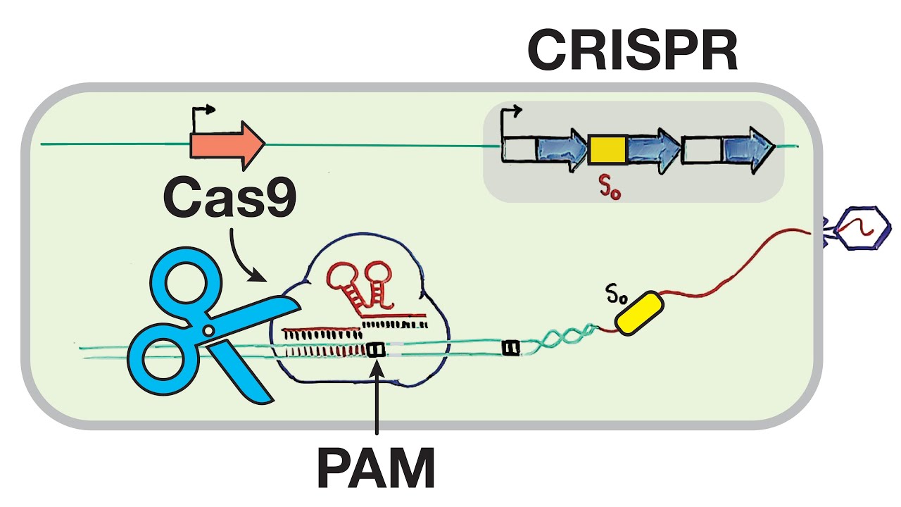 CRISPR-Cas9-mediated Adaptive Immunity Mechanism in Bacteria [3 Steps of CRISPR-Cas system]
