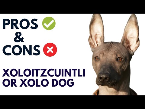 Xoloitzcuintli Dog Breed Pros and Cons | xolo dog Advantages and Disadvantages  #AnimalPlatoon