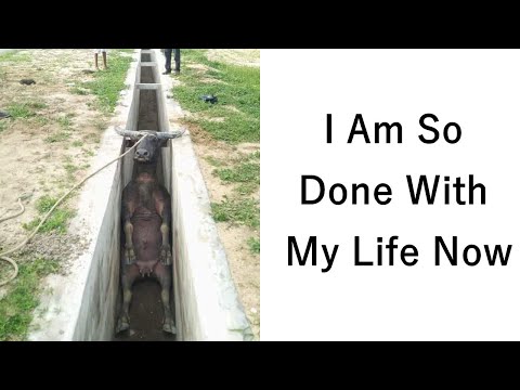 Times Animals Goofed Around And Ended Up Requiring Human Assistance