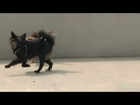 Play time. 😉Watching sisters Iggy and Bhunti being  playful. ❤️