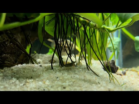 Figure 8 Puffer Planted Brackish tank