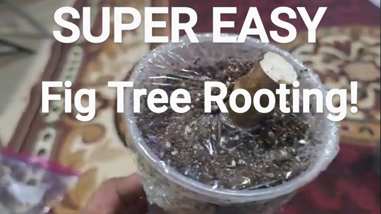 How to root fig cuttings — ChicagoFigs video
