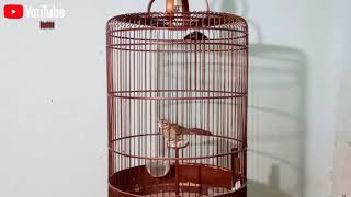 Download lagu Sanma oriental Lark | Burung Sanma Gacor | Burung Import Sanma mp3