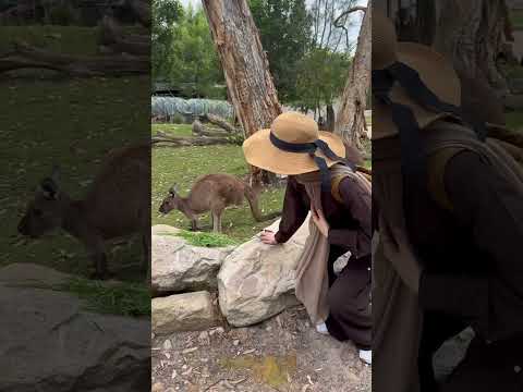 Meeting #kangaroos for the first time in Australia