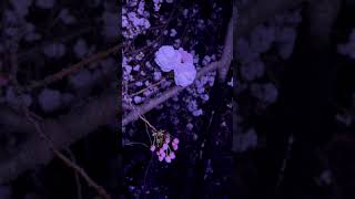 Cherry Blossoms at SAKURA Night Garden Shinjuku Gyoen Yozakura TOKYO #cherryblossom #Japan #tokyo