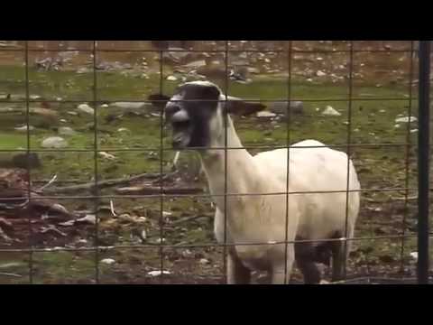 Meme da  Ovelha Gritando