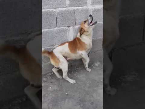 Crazy dog drunk