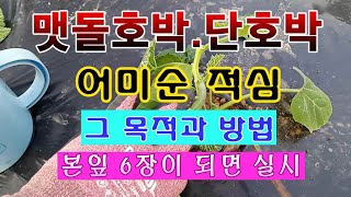 [텃밭농부 1,492]  맷돌호박. 단호박.미니단호박 어미순 적심하는 목적과 방법.