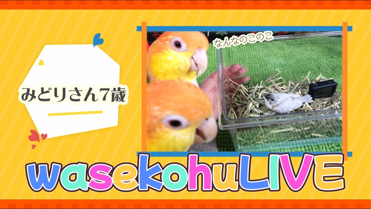 わせこふLIVE#267　みどりさん
