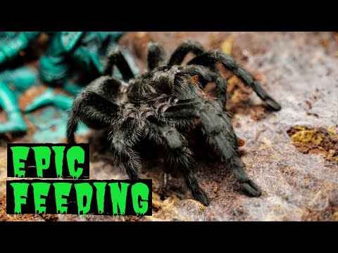 Epic Feeding Video Tarantulas, Snakes, and Scorpions
