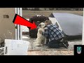 This woman approached a stray dog and hugged him then something awesome happen