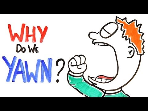 Why Do We Yawn?