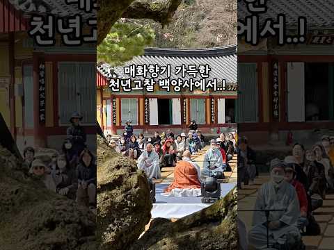 순간 순간 행복하면?!?! #백양사 #고불매#선매향축제 #선명상#금강스님
