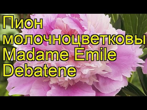 download lagu mp3 mp4 Peony Emile Debatene, download lagu Peony Emile Debatene gratis, unduh video klip Peony Emile Debatene