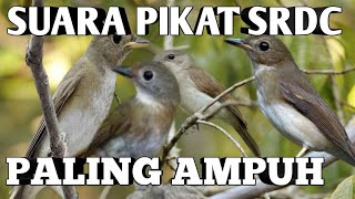 Download lagu Suara pikat SRDC ribut paling ampuh mp3 Download lagu Suara pikat SRDC ribut paling ampuh mp3