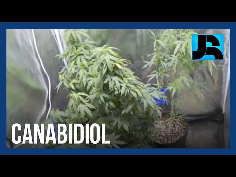 Quatro suspeitos são presos por venderem laudos falsos para cultivo medicinal de maconha