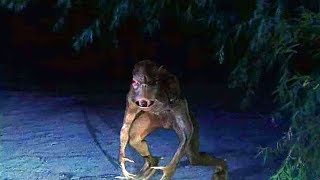 Most MYSTERIOUS MONSTER Sightings Ever Recorded!