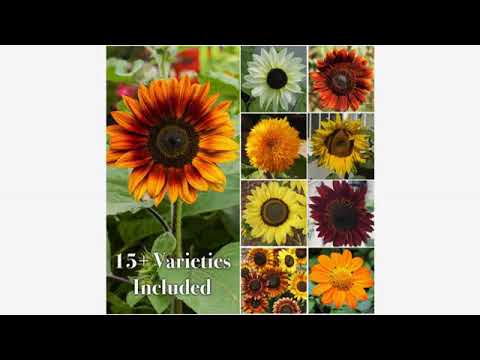 download lagu mp3 mp4 Ring Of Fire Sunflower Care, download lagu Ring Of Fire Sunflower Care gratis, unduh video klip Ring Of Fire Sunflower Care