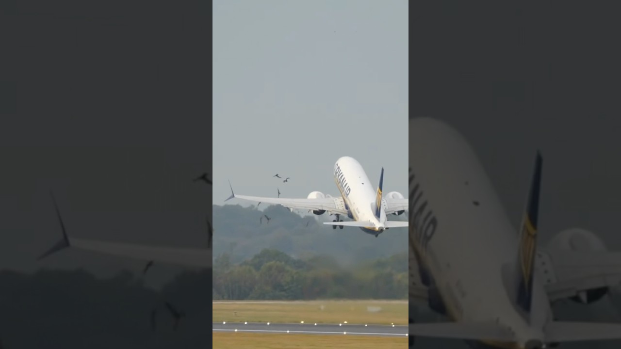 Ryanair Bird Strike 😱