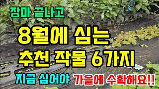 8월에 심는 추천 작물 6가지 이때 이렇게 심어야 가을에 수확해요 #8월에심는작물