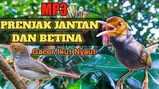 Download lagu MP3 Suara Prenjak Jantan & Betina Gacor !!! ||  untuk masteran dan pikatan #prenjak mp3