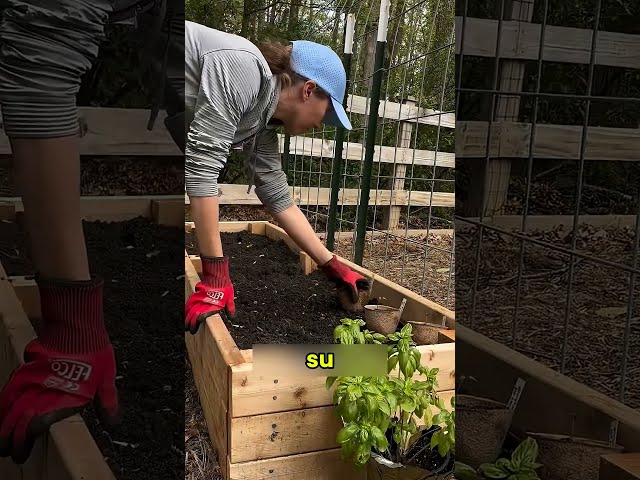 Vídeo relacionado con Arco de jardín de metal para plantas trepadoras, resistente a la intemperie, acero galvanizado, soporte resistente (375 x 267 x 60 cm), perfecto para decoración al aire libre y mejora el crecimiento