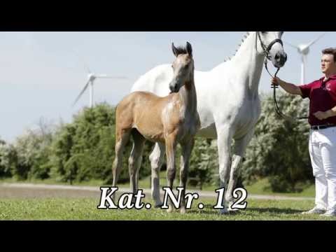 Katalog 12 - 2. Internat  Fohlenauktion 2014 der Hengststation Hell und des Stalles Björn Nagel