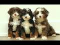 Mini Bernedoodle dogs for sale: Hazel  - Video 1