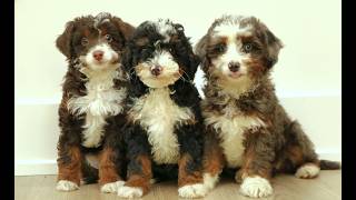 Video preview image #1 Bernedoodle (Miniature) Puppy For Sale in PARADISE, PA, USA