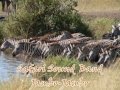 Safari Sound Band - Jambo Jambo 