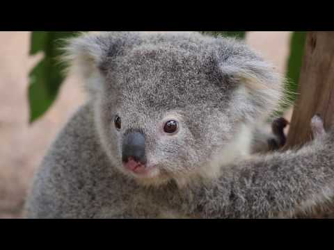 Australian Reptile Park