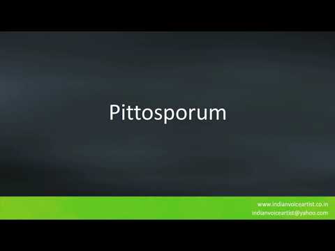 Pronunciation of the word(s) "Pittosporum".