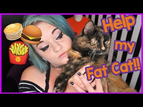 How can I help my cat lose weight? Weight loss for cats!
