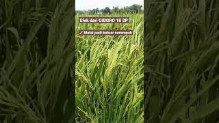 Download lagu Manfaat Gibgro 10 SP #shorts #ytshorts #petanimuda #gibgro mp3