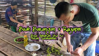 Download lagu Suku Dayak || Makanan inilah yang dimakan untuk bertahan hidup di hutan kalimantan saat berburu mp3 Download lagu Suku Dayak || Makanan inilah yang dimakan untuk bertahan hidup di hutan kalimantan saat berburu mp3