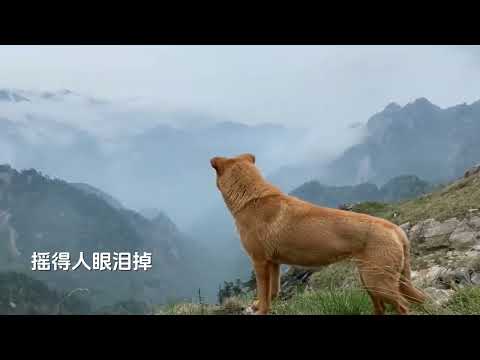 《土坡上的狗尾草》完整版 卢润泽演唱 土坡上狗尾巴草摇啊…… # 《土坡上的狗尾草》完整版 # 狗是人类最忠诚的朋友 # 山坡坡歌曲 # 陪伴是最大的幸福