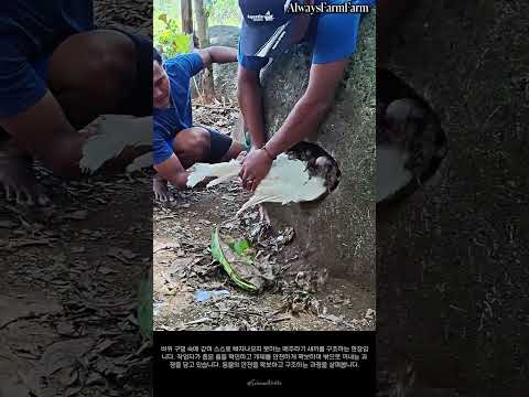 바위 틈에 갇힌 메추라기 새끼를 구조하는 과정 #farming #farmlife #livestock #quail #rescue