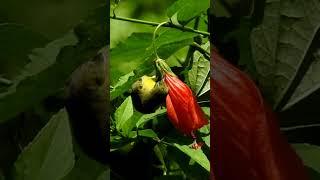 Download lagu burung madu sringati,adalah spesies burung ini merupakan jenis burung pemakan nektar,buah,serangga mp3